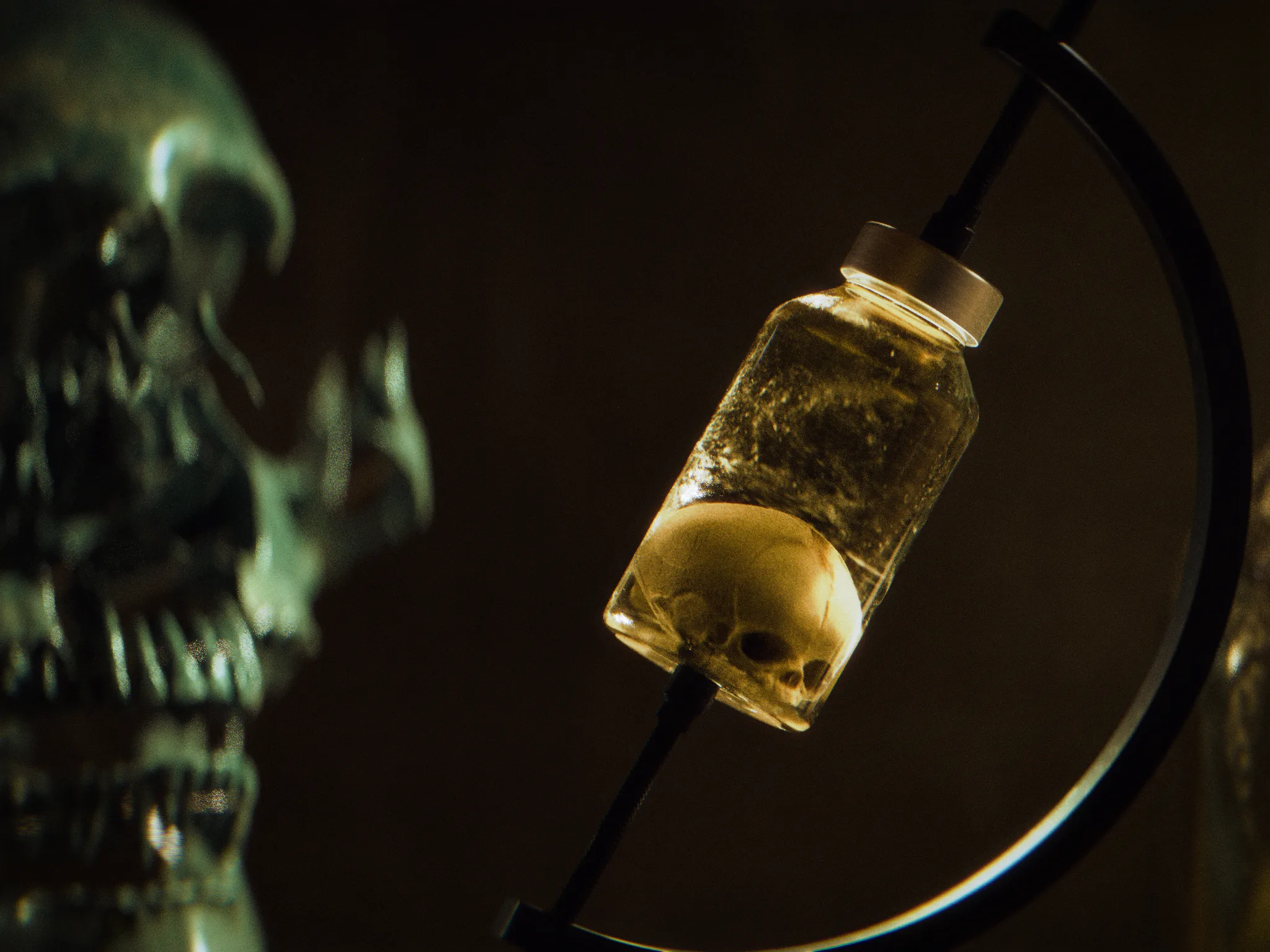 Skull closeup still